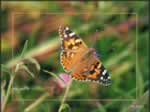 Butterfly 1