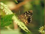 Butterfly 2