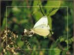 Butterfly 3