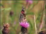 Butterfly 4