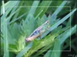 Grasshopper