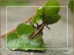 Stick Insect